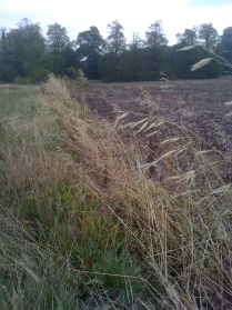 Toton's green belt